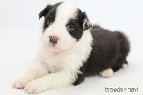 成約済の神奈川県のボーダーコリー-292342の6枚目